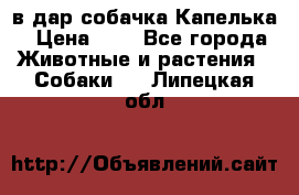 в дар собачка Капелька › Цена ­ 1 - Все города Животные и растения » Собаки   . Липецкая обл.